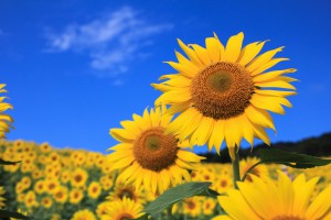 Sunflowers_Fields_438938